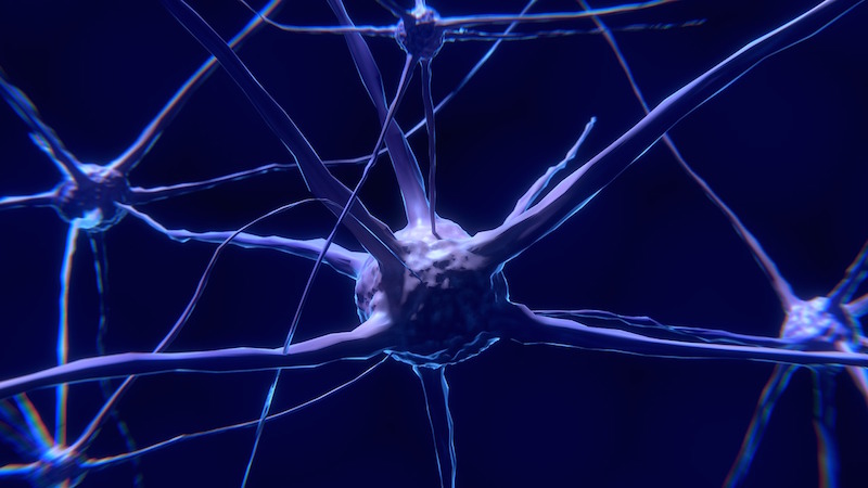 neurons brain