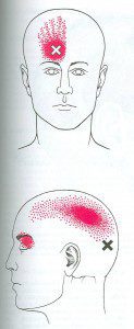 Occipitofrontalis web diagram