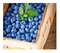 nutritional-therapy
