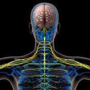 central nervous system diagram