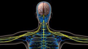 central nervous system diagram