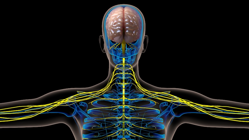 central nervous system diagram